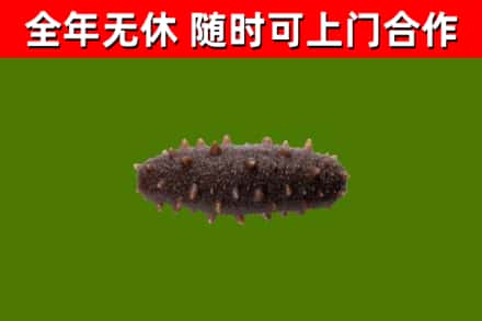 福贡县烟酒回收干海参.jpg